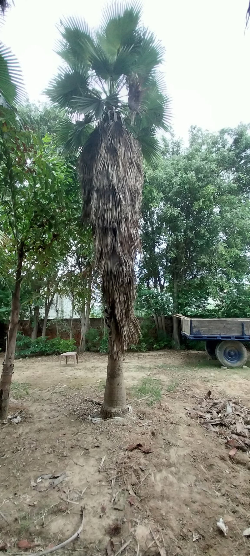 Washingtonia Palm in Gajraula at Wholesale Price | Washingtonia robusta | Mexican Fan Palm | Saharanpur Nursery