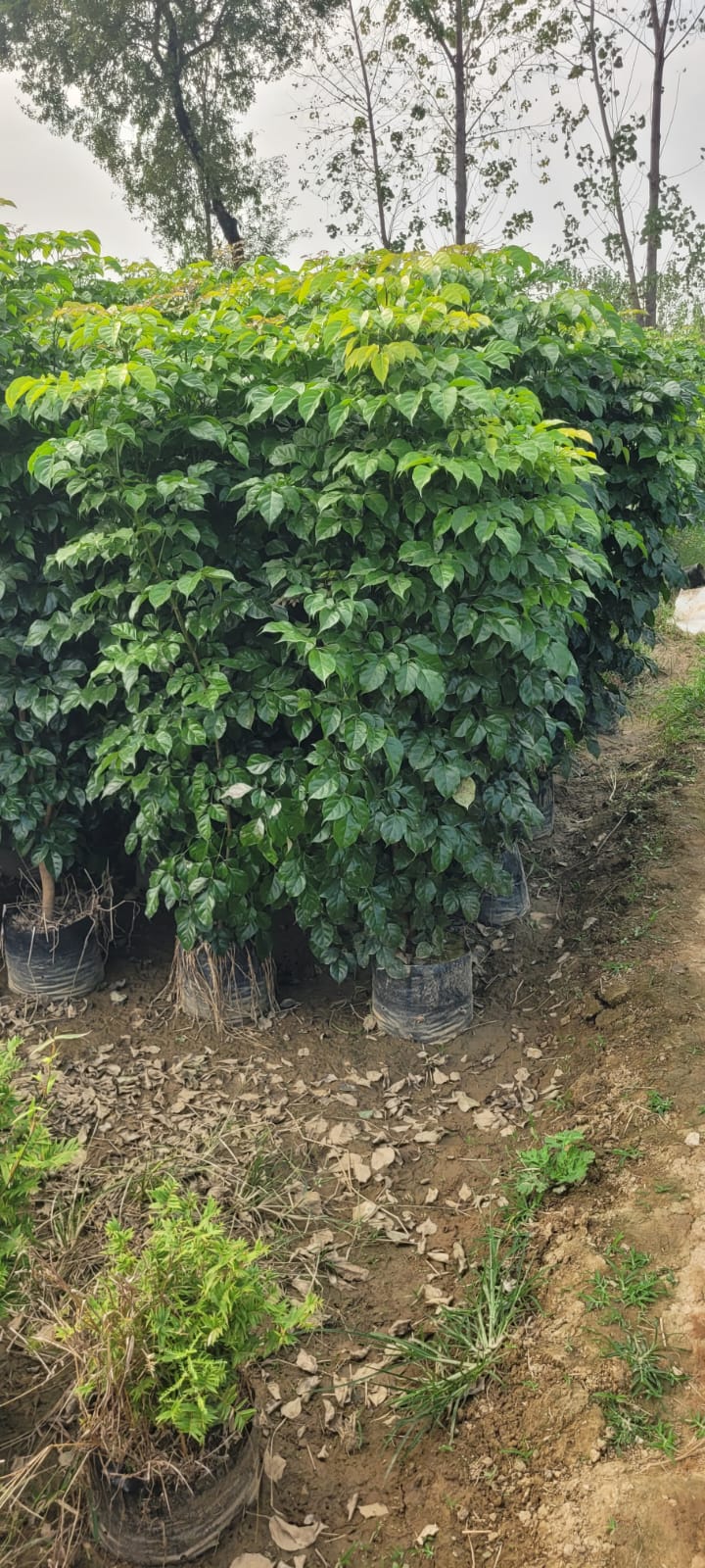 China Doll (Red Machera) Plants in Wholesale