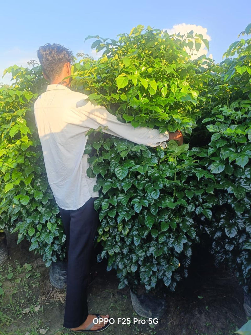 China Doll (Red Machera) Plants in Wholesale