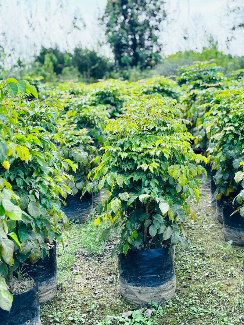 China Doll (Red Machera) Plants in Wholesale