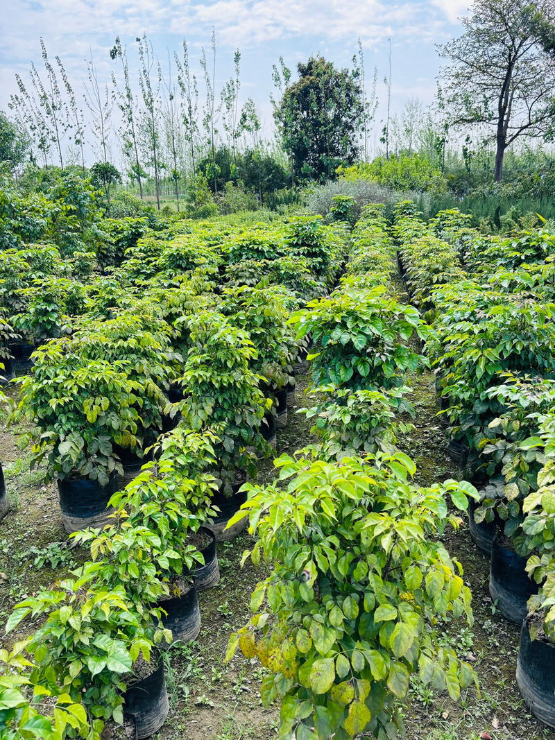 China Doll (Red Machera) Plants in Wholesale