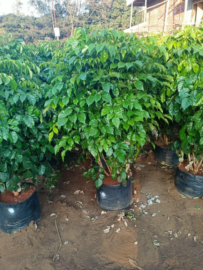 China Doll (Red Machera) Plants in Wholesale