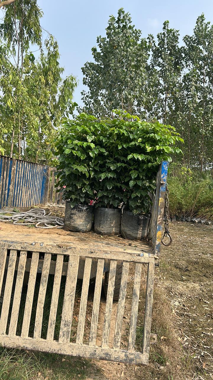 China Doll (Red Machera) Plants in Wholesale
