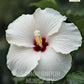 Hibiscus rosa-sinensis 'White', White Hibiscus, Chinese hibiscus, China Rose