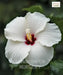 Hibiscus rosa-sinensis 'White', White Hibiscus, Chinese hibiscus, China Rose
