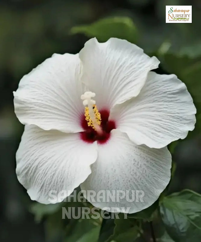 White Hibiscus | Botanical Name Hibiscus Rosa Sinensis 'white' | China Rose | Ornamental Plant | Saharanpur Nursery | Wholesale Shrubs Plant Supplier