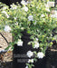 White Lantana, Trailing White Lantana, Lantana Montevidensis 'White'