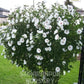 Hibiscus rosa-sinensis 'White', White Hibiscus, Chinese hibiscus, China Rose