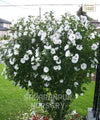 Hibiscus rosa-sinensis 'White', White Hibiscus, Chinese hibiscus, China Rose