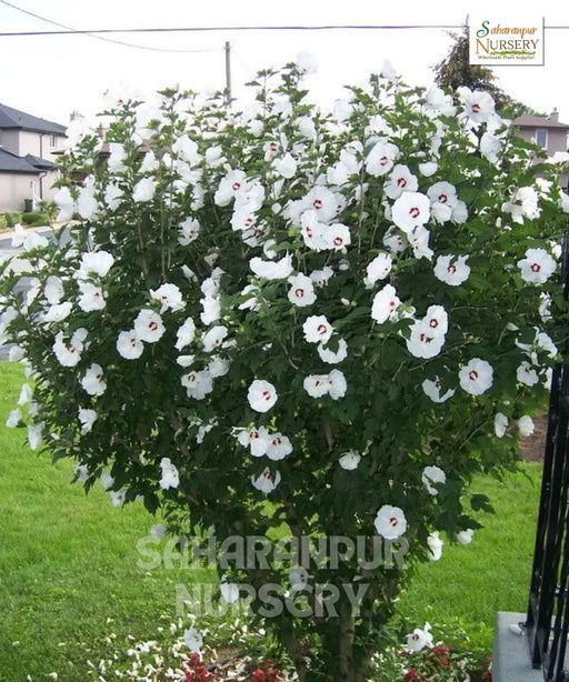 Hibiscus rosa-sinensis 'White', White Hibiscus, Chinese hibiscus, China Rose