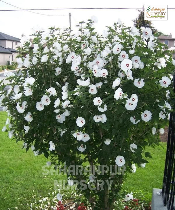 Hibiscus rosa-sinensis 'White', White Hibiscus, Chinese hibiscus, China Rose