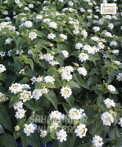 White Lantana, Trailing White Lantana, Lantana Montevidensis 'White'