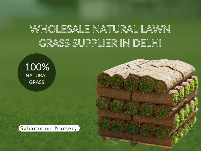 Wholesale Natural Lawn Grass Supplier in Delhi