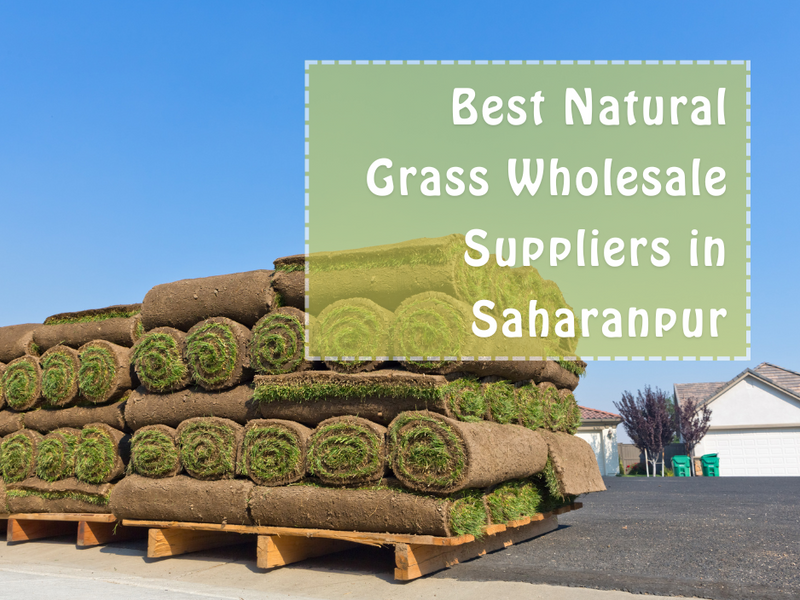 Wholesale Natural Lawn Grass Supplier in Saharanpur