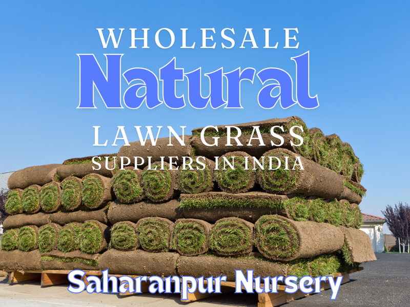 Wholesale Natural Lawn Grass Supplier in India
