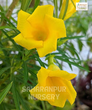 Cascabela thevetia, Thevetia peruviana, Yellow Oleander, Mexican Oleander, Kaner