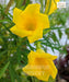 Cascabela thevetia, Thevetia peruviana, Yellow Oleander, Mexican Oleander, Kaner