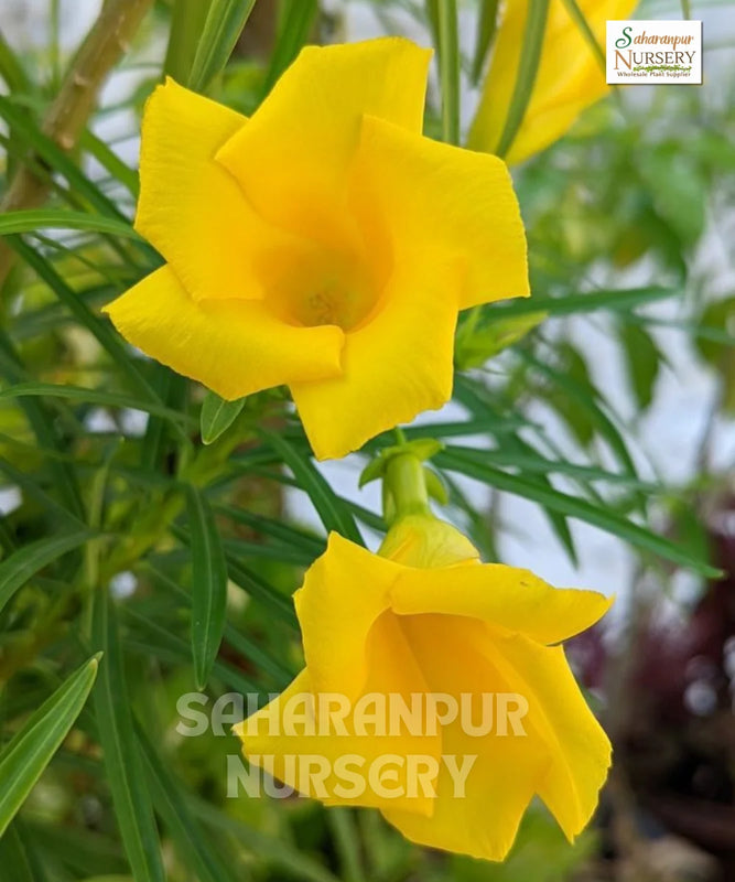 Cascabela Thevetia | Botanical Name Thevetia Peruviana | Mexican Oleander | Yellow Oleander | Flower | Saharanpur Nursery | Wholesale Shrubs Plants Suppllier