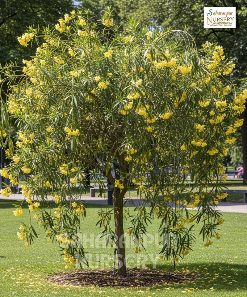 Cascabela thevetia, Thevetia peruviana, Yellow Oleander, Mexican Oleander, Kaner