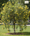 Cascabela thevetia, Thevetia peruviana, Yellow Oleander, Mexican Oleander, Kaner