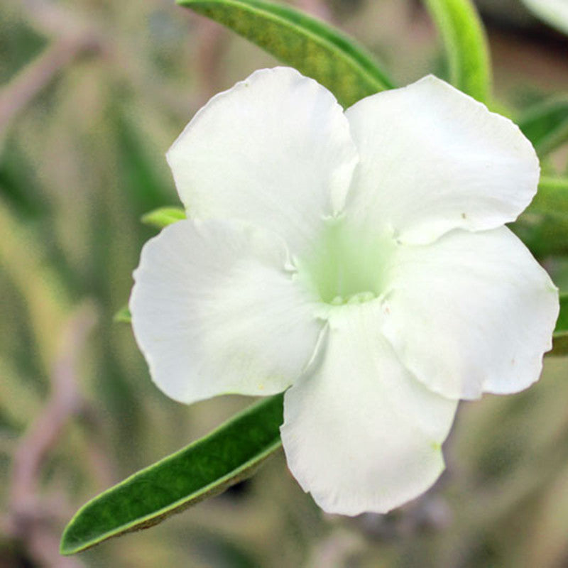 Adenium White - Flowering Plants