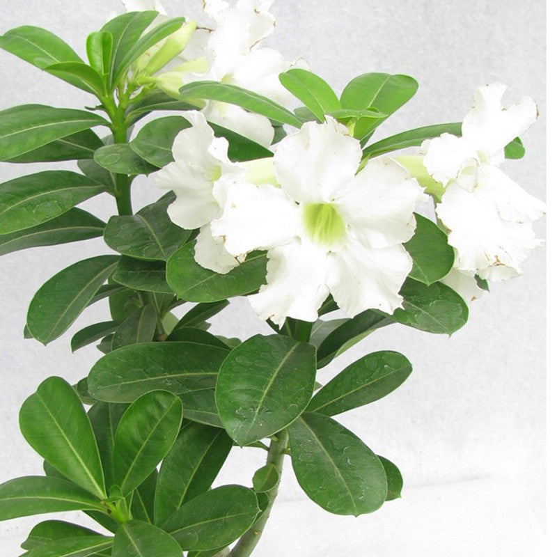 Adenium White - Flowering Plants