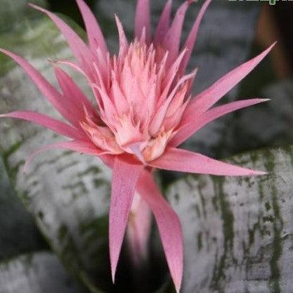 Elegant and Striking | Aechmea Fasciata Silver Fasciata Silver Vase Plant