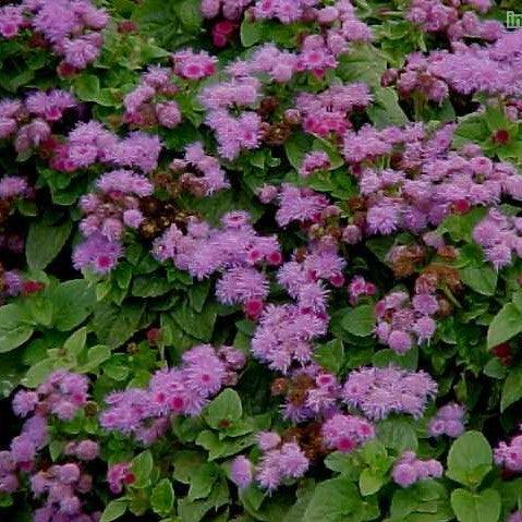 Beautiful and Vibrant | Ageratum Houstonianum Purpureum (Purple Floss Flower) Plant