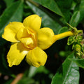 Allamanda Yellow Double - Creepers & Climbers