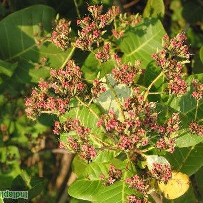 The Versatile Anacardium occidentale | The Cashew Nut, Kaju, and Cashew Apple Plant