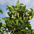 Discover the Sweet Delights of Annona Squammosa | The Nutritious and Delicious Custard Apple/Sugar Apple Plant