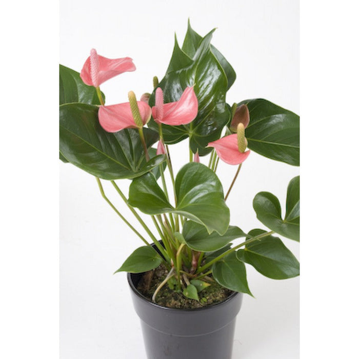 royal pink anthurium Anthurium andreanum Baby Pink