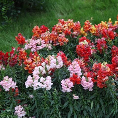 Dwarf Snap Dragon | Antirrhinum Majus Dwarf - The Perfect Perennial for Your Garden