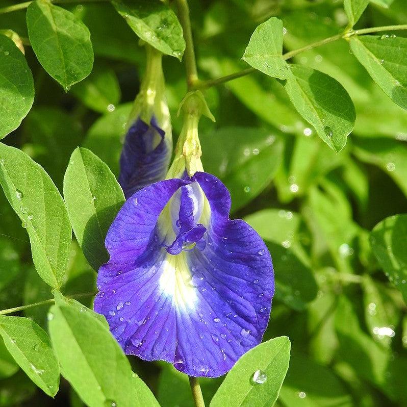 Experience the Beauty of Aparajita, Climbing Clitoria Ternatea, and Neelkanta Blue Flowers - The