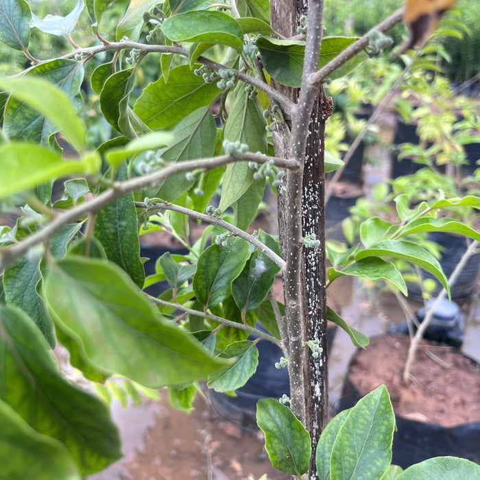 Premium Apricot (Prunus armeniaca) Trees for Sale – Bring Home a Taste of Sunshine