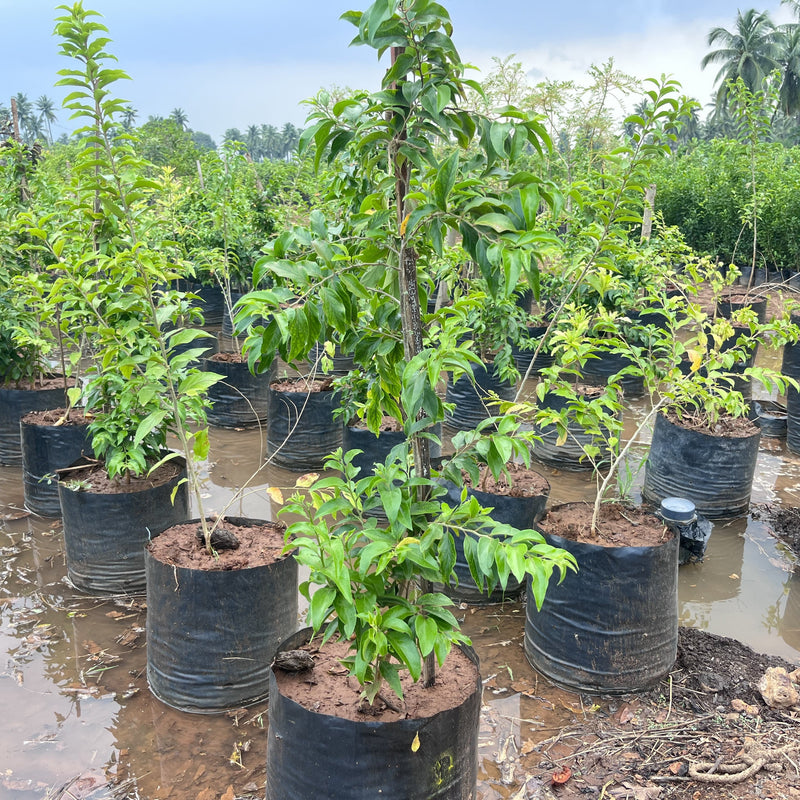 Premium Apricot (Prunus armeniaca) Trees for Sale – Bring Home a Taste of Sunshine