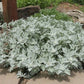 Artemisia stelleriana - Silver Brocade