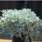 Artemisia stelleriana - Silver Brocade
