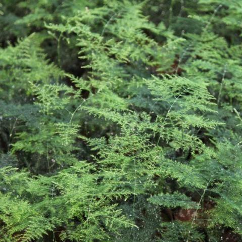 Buy Beautiful Bridal Fern Plant - Asparagus Densiflorus Plumosus for Sale