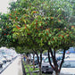 Bakul / Indian Medlar / Mimusops elengi - Avenue Trees