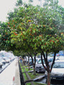 Bakul / Indian Medlar / Mimusops elengi - Avenue Trees