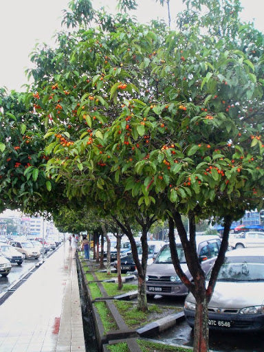 Bakul / Indian Medlar / Mimusops elengi - Avenue Trees