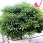 Bakul / Indian Medlar / Mimusops elengi - Avenue Trees