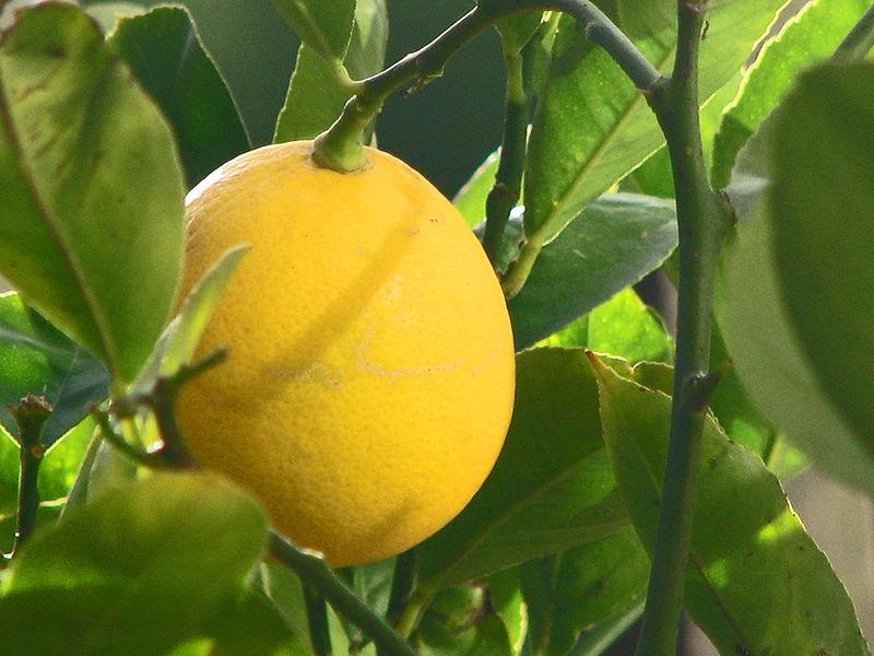 Balaji Lemon All Season For Kitchen Garden Plant (1 Healthy Live Plant)
