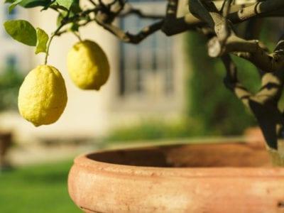 Balaji Lemon All Season For Kitchen Garden Plant (1 Healthy Live Plant)