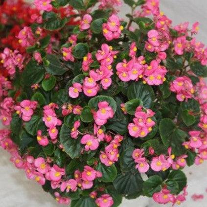 Buy Beautiful Green-Leafed Begonia Semperflorens - Add Vibrant Color to Your Garden Today!