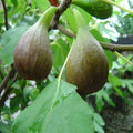 Big leaf Anjura - Fruit Plants & Tree