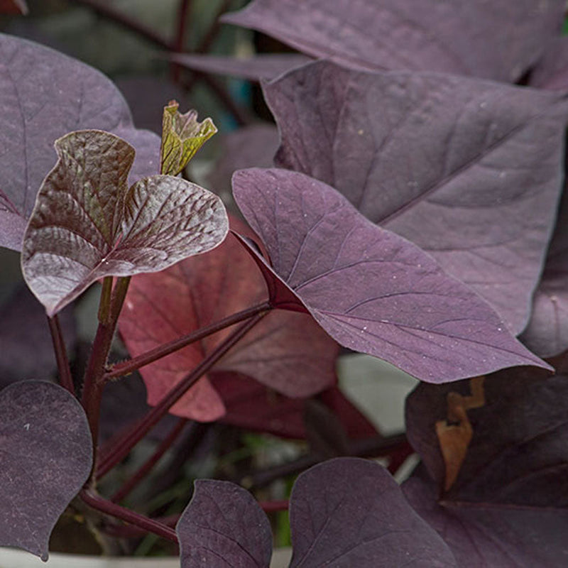 Ipomoea Black Heart Vine - Creepers & Climbers