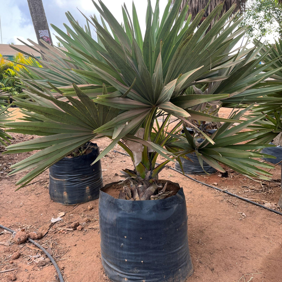 Buy Borassus flabellifer Palmyra Palm Tree - The Ultimate Source of Wi ...