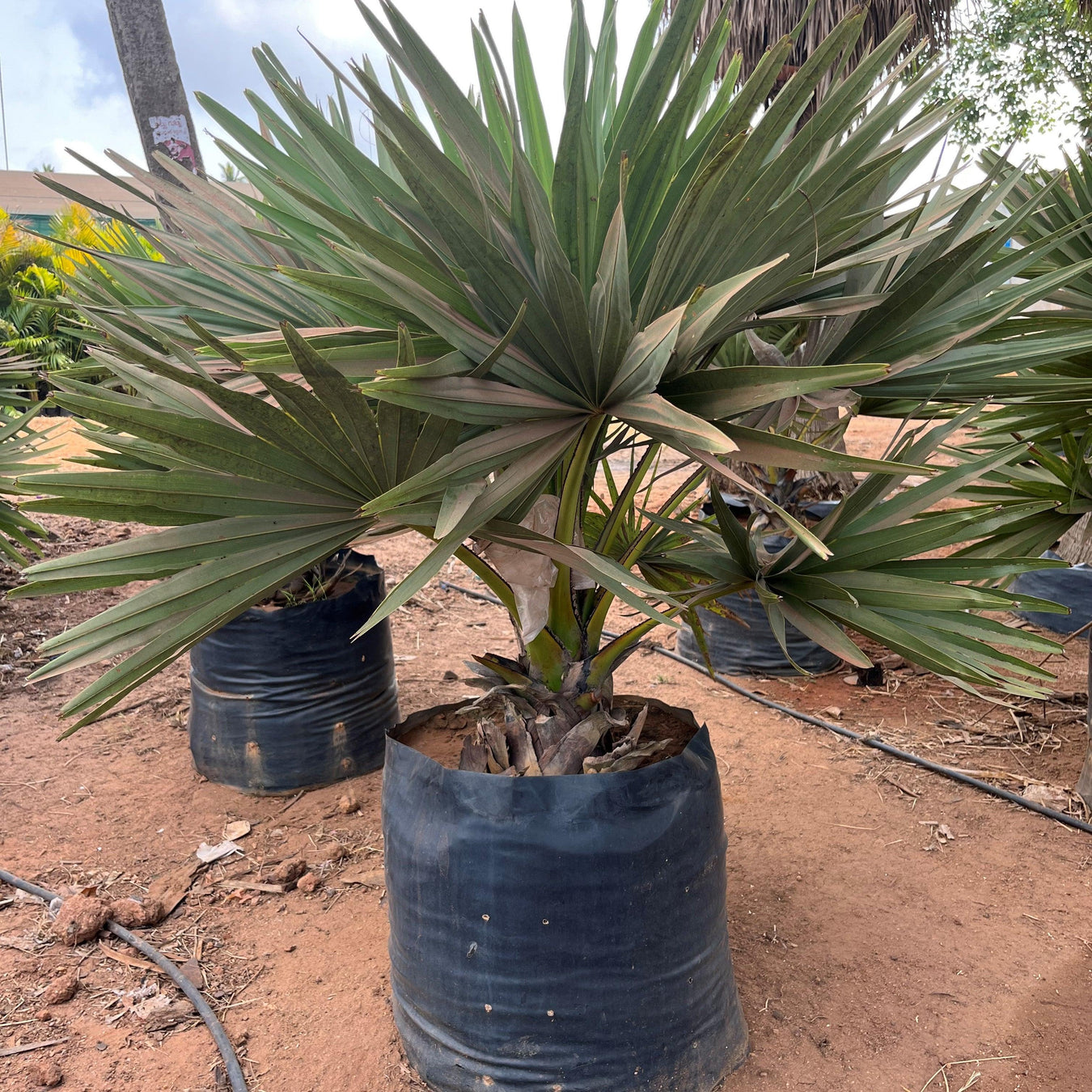 Palms & Cycads